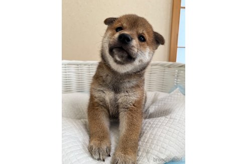 成約済の兵庫県の豆柴-341094の2枚目