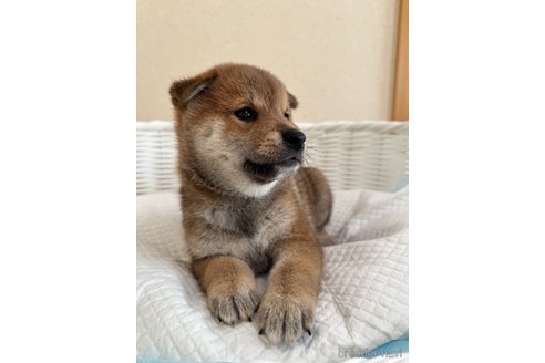 成約済の兵庫県の豆柴-341094の3枚目