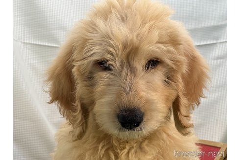 成約済の茨城県のゴールデンドゥードル:ゴールデンレトリーバー×プードル-328677の5枚目