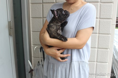 成約済の愛知県のフレンチブルドッグ-343955の11枚目