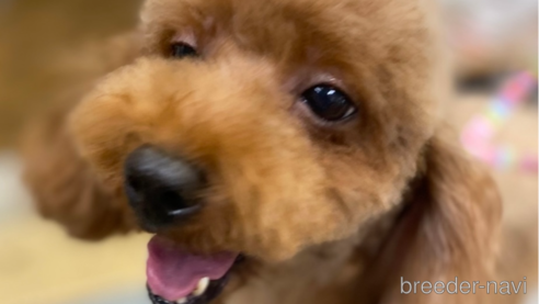 成約済の茨城県のトイプードル-343956