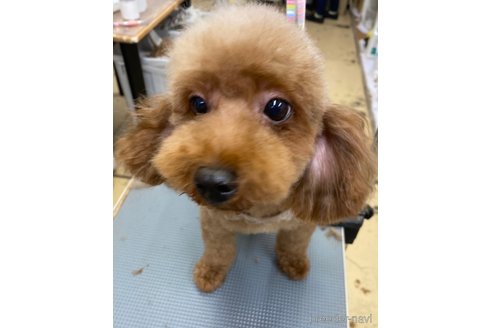 成約済の茨城県のトイプードル-343956の2枚目
