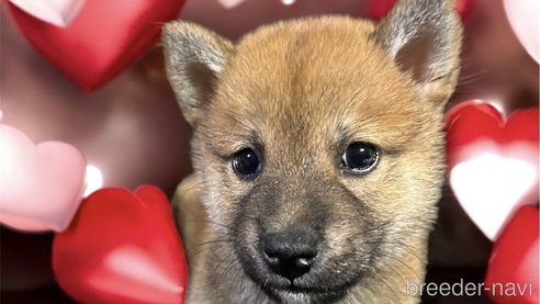 成約済の福岡県の柴犬-342407の1枚目
