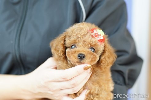 成約済の埼玉県のトイプードル-343967の1枚目