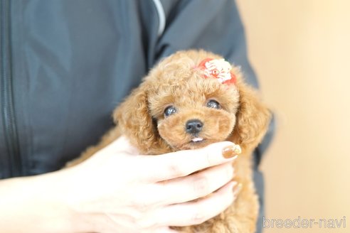 成約済の埼玉県のトイプードル-343967の3枚目