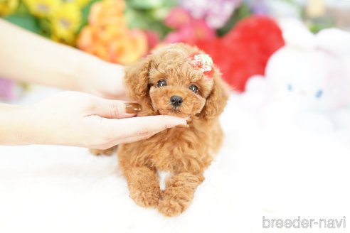 成約済の埼玉県のトイプードル-343967の2枚目