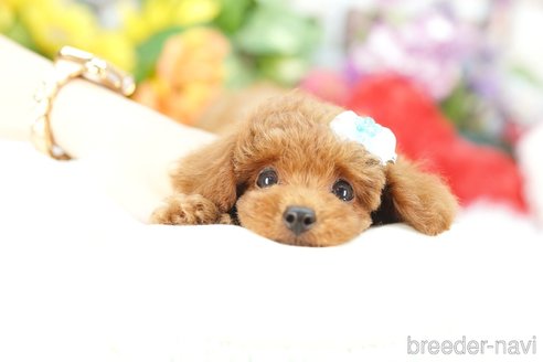 成約済の埼玉県のトイプードル-343971の1枚目