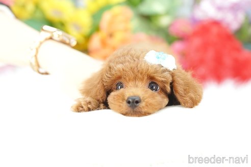 成約済の埼玉県のトイプードル-343971の2枚目