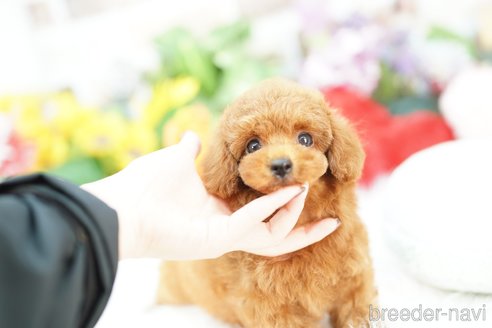 成約済の埼玉県のトイプードル-343971の3枚目