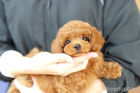 成約済の埼玉県のトイプードル-343971の4枚目