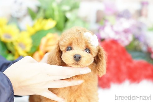 成約済の埼玉県のトイプードル-343973