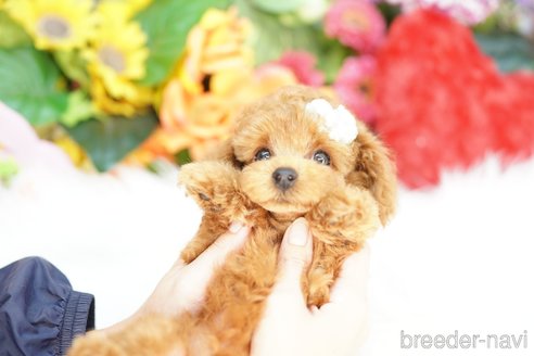 成約済の埼玉県のトイプードル-343973の2枚目