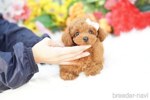 成約済の埼玉県のトイプードル-343975