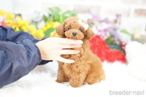 成約済の埼玉県のトイプードル-343975の2枚目