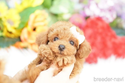 成約済の埼玉県のトイプードル-343975の3枚目