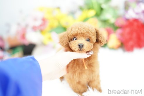 成約済の埼玉県のトイプードル-343979の3枚目