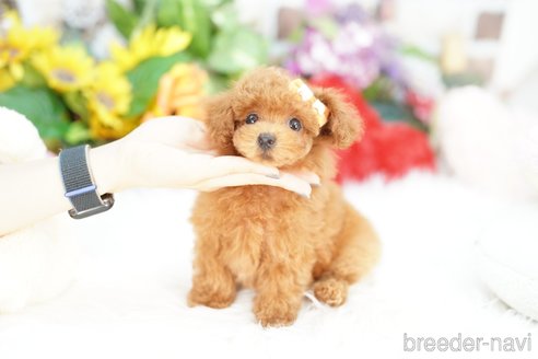 成約済の埼玉県のトイプードル-343979の2枚目