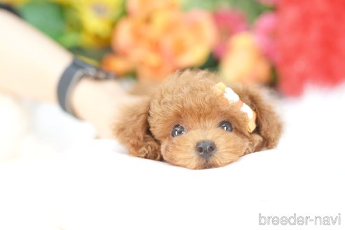 成約済の埼玉県のトイプードル-343979の4枚目