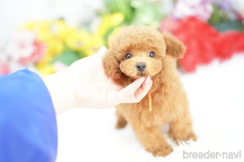 成約済の埼玉県のトイプードル-343979の5枚目