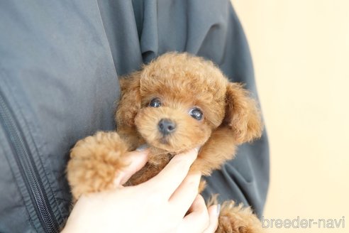 成約済の埼玉県のトイプードル-343979の6枚目