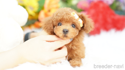 成約済の埼玉県のトイプードル-343979