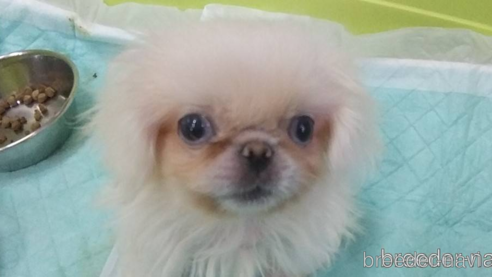 成約済の愛知県のペキニーズ-323223の1枚目