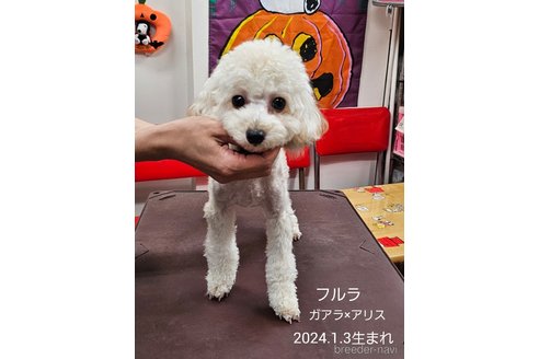 フルラちゃん1枚目