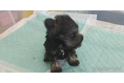 成約済の愛知県のミニチュアシュナウザー-343982の1枚目