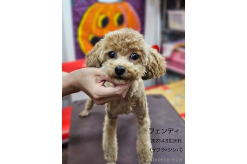 フェンディちゃん1枚目