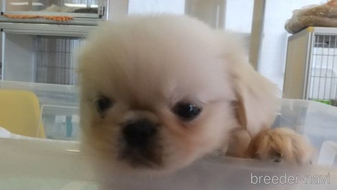 成約済の愛知県のペキニーズ-343986の1枚目
