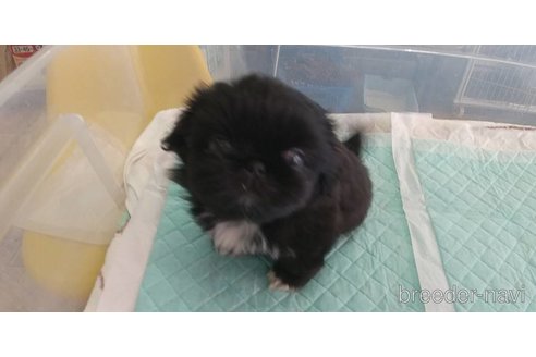 成約済の愛知県のペキニーズ-343990の2枚目