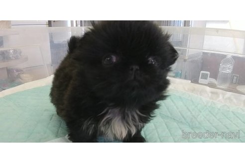 成約済の愛知県のペキニーズ-343991の2枚目