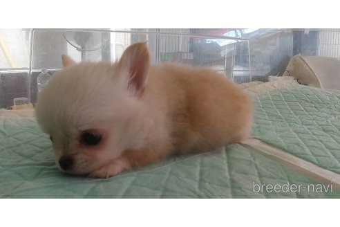 成約済の愛知県のチワワ(ロングコート)-343992の16枚目