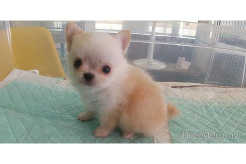 成約済の愛知県のチワワ(ロングコート)-343992の17枚目