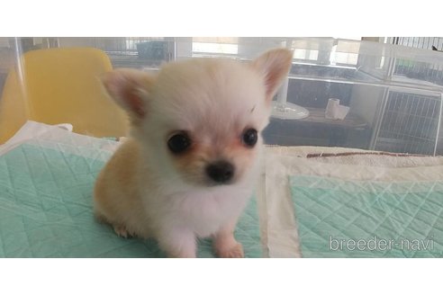 成約済の愛知県のチワワ(ロングコート)-343993の8枚目