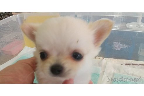 成約済の愛知県のチワワ(ロングコート)-343993の9枚目