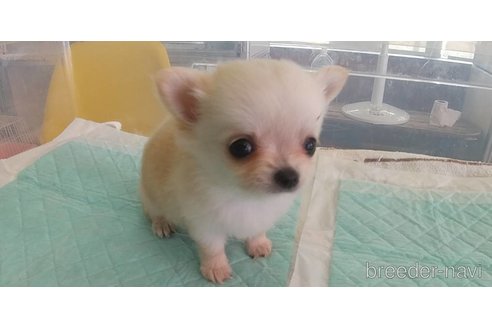 成約済の愛知県のチワワ(ロングコート)-343993の10枚目