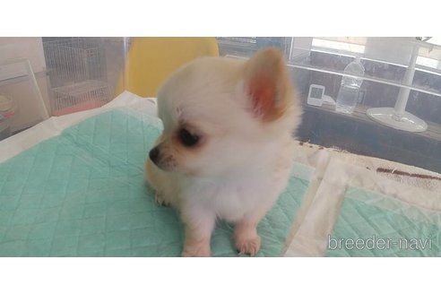 成約済の愛知県のチワワ(ロングコート)-343993の11枚目
