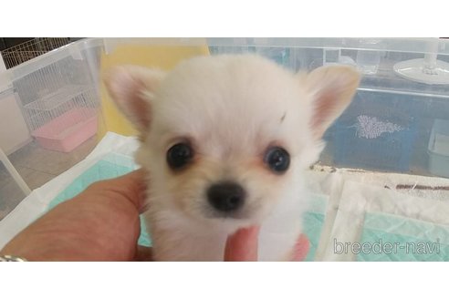 成約済の愛知県のチワワ(ロングコート)-343993の13枚目