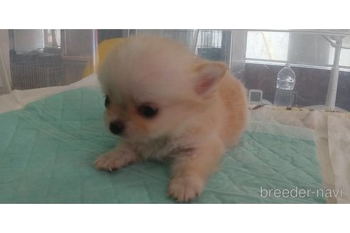 成約済の愛知県のチワワ(ロングコート)-343994の2枚目