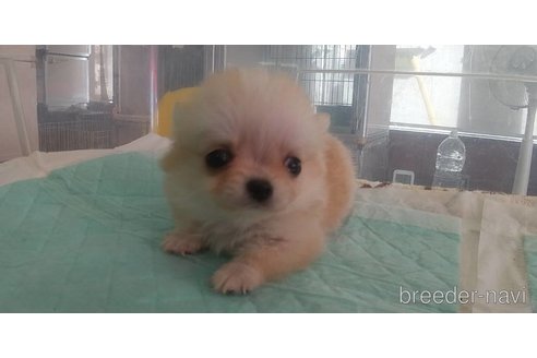 成約済の愛知県のチワワ(ロングコート)-343994の3枚目