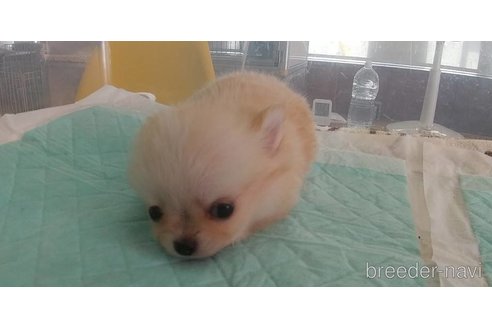 成約済の愛知県のチワワ(ロングコート)-343994の4枚目