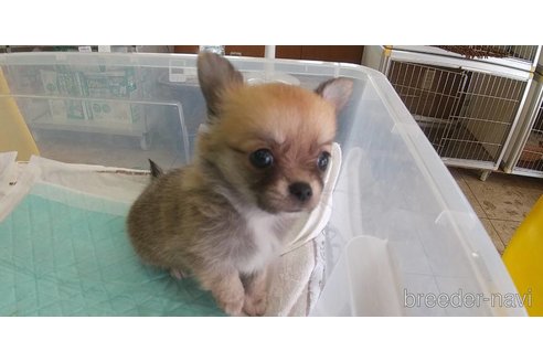 成約済の愛知県のチワワ(ロングコート)-343995の4枚目