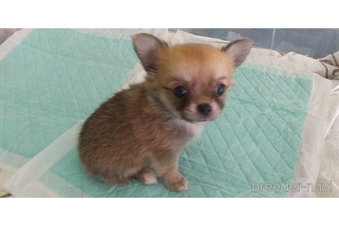 成約済の愛知県のチワワ(ロングコート)-343995の5枚目
