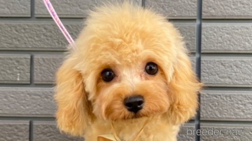 ラブちゃん1枚目