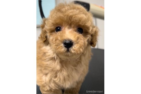 成約済の熊本県のティーカッププードル-344008の11枚目