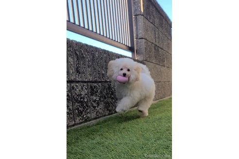 成約済の香川県のトイプードル-338473の5枚目