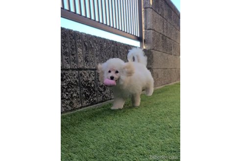 成約済の香川県のトイプードル-338473の3枚目
