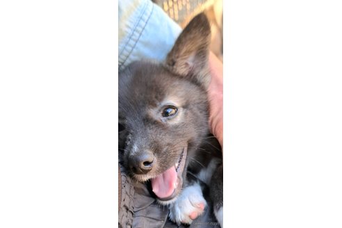 成約済の千葉県のミックス犬-344015の17枚目