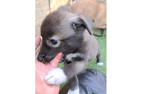 成約済の千葉県のミックス犬-344015の15枚目